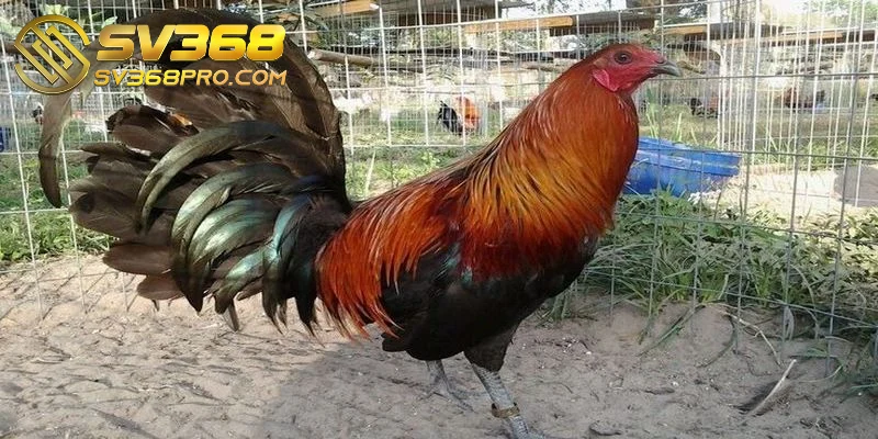 Kelso nổi bật bởi khả năng chiến đấu vô cùng thông minh tinh ranh